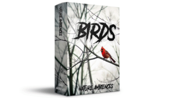 Birds in a forest setting recorded for nature ambience and soundscape use