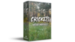Crickets Nature Ambiences – Peaceful Night Soundscape