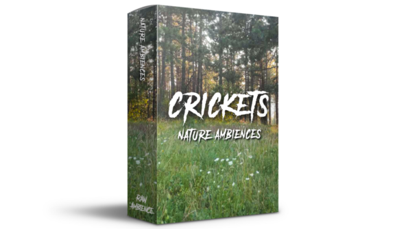 Field recording of crickets chirping in a natural outdoor setting at night
