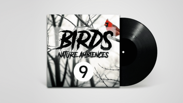 Stereo recording of birds chirping in natural spring environment